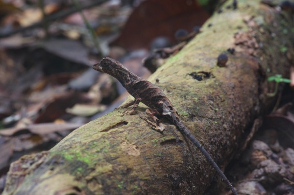 Blue-lipped Forest Anole (Anolis bombiceps)