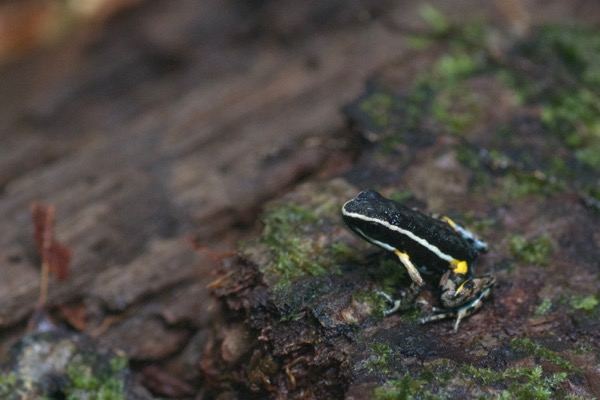 Pale-striped Poison Frog (Ameerega hahneli)