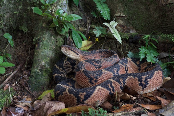 South American Bushmaster (Lachesis muta muta)