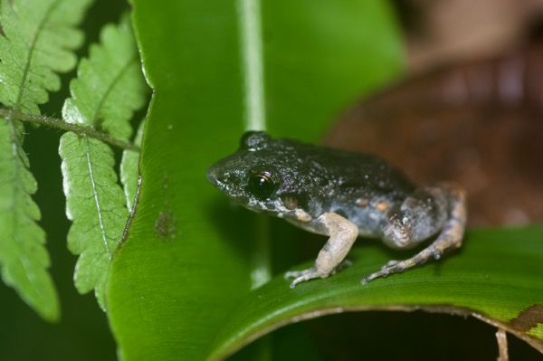 Cocha Chirping Frog (Adenomera andreae)