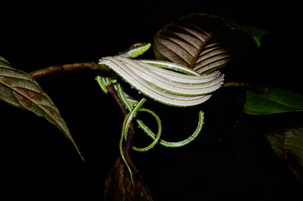 Green-striped Vine Snake (Philodryas argentea)