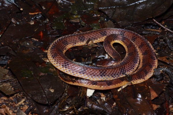 Wucherer’s Ground Snake (Xenopholis scalaris)