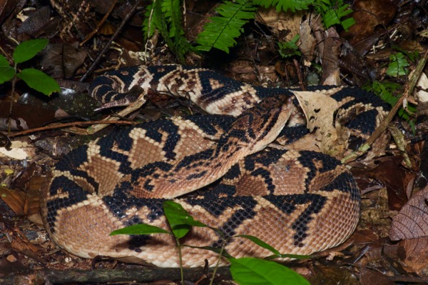 South American Bushmaster (Lachesis muta muta)