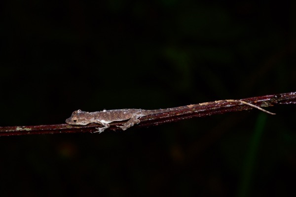 Brown-eared Anole (Anolis fuscoauratus)