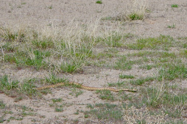 Great Basin Gopher Snake (Pituophis catenifer deserticola)