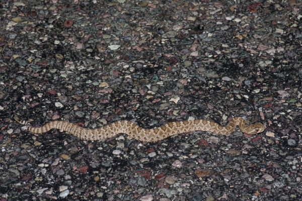 Northern Mohave Rattlesnake (Crotalus scutulatus scutulatus)