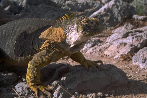 Galápagos Land Iguana (Conolophus subcristatus)