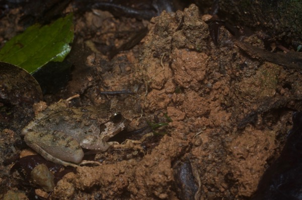 Malesian Frog (Limnonectes malesianus)