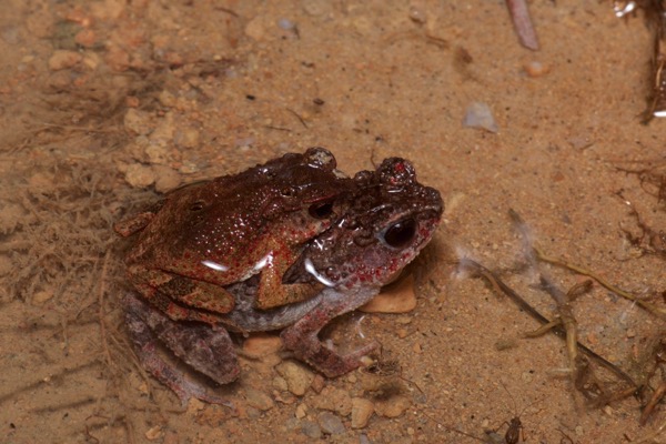 Lesser Stream Toad (Ingerophrynus parvus)