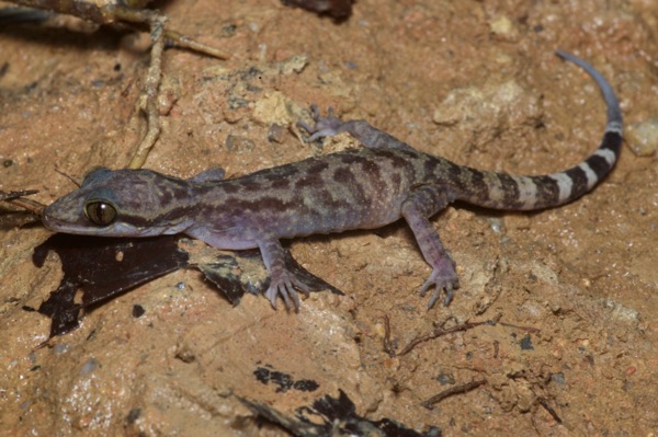 Four-striped Bent-toed Gecko (Cyrtodactylus quadrivirgatus)