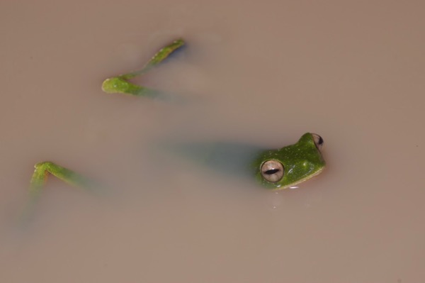 Wallace’s Flying Frog (Rhacophorus nigropalmatus)