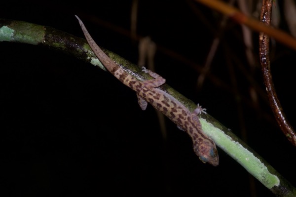 Four-striped Bent-toed Gecko (Cyrtodactylus quadrivirgatus)