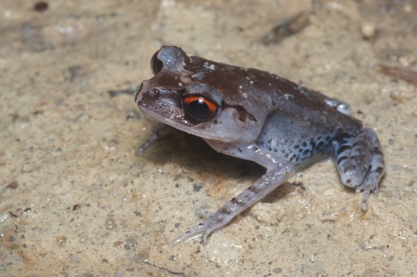 Spotted Litter Frog (Leptobrachium hendricksoni)