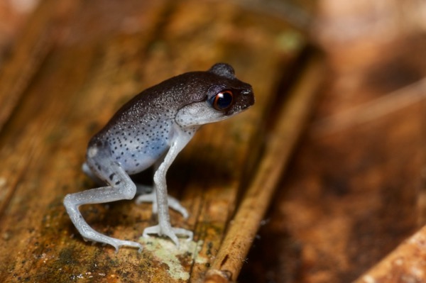 Spotted Litter Frog (Leptobrachium hendricksoni)