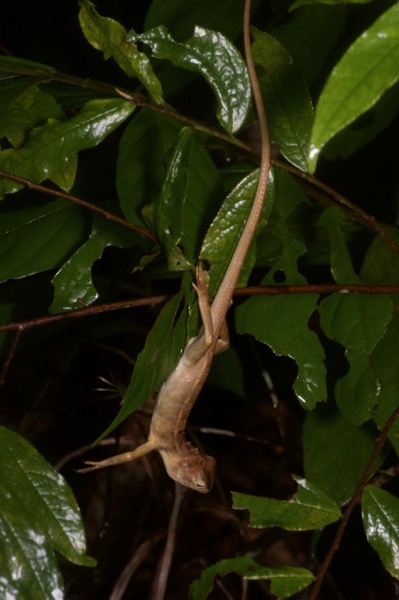 Oriental Garden Lizard (Calotes versicolor)