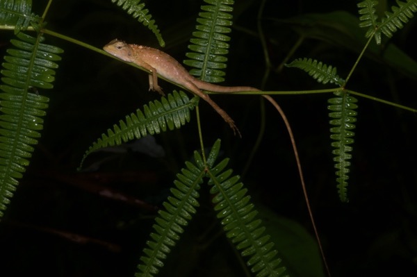 Oriental Garden Lizard (Calotes versicolor)