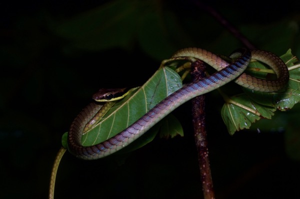 Blue Bronzeback (Dendrelaphis cyanochloris)