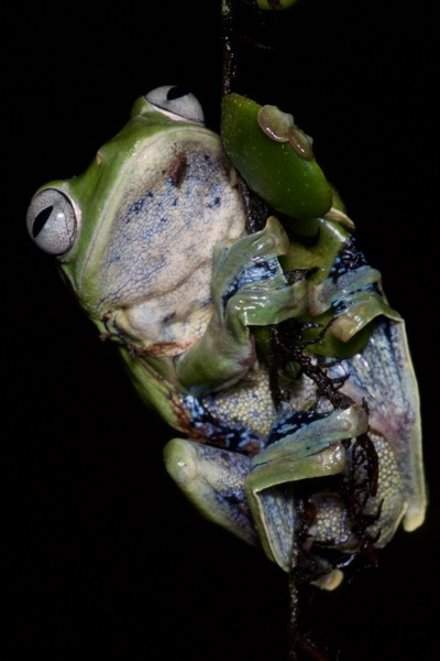 Norhayati’s Gliding Frog (Rhacophorus norhayatiae)