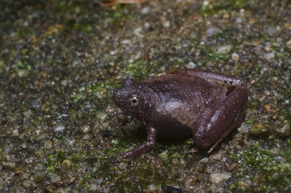 Large Pygmy Frog (Microhyla berdmorei)
