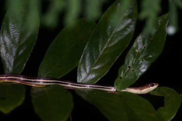 Gray Bronzeback (Dendrelaphis caudolineatus)