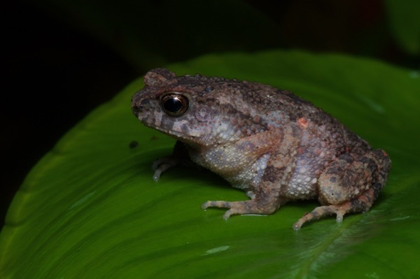 Lesser Stream Toad (Ingerophrynus parvus)