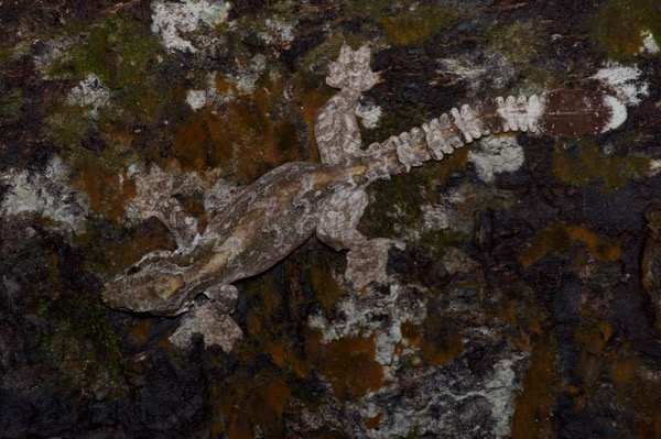Kuhl’s Flying Gecko (Ptychozoon kuhli)