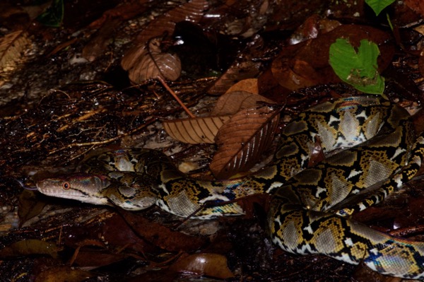 Reticulated Python (Malayopython reticulatus reticulatus)