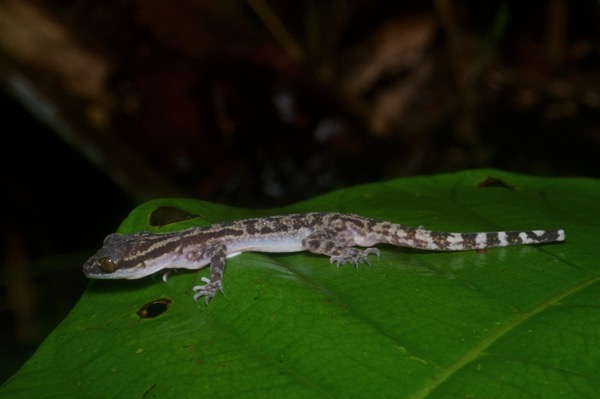 Four-striped Bent-toed Gecko (Cyrtodactylus quadrivirgatus)