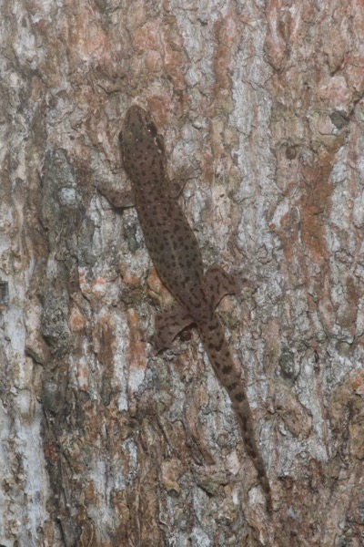 Common Four-clawed Gecko (Gehyra mutilata)