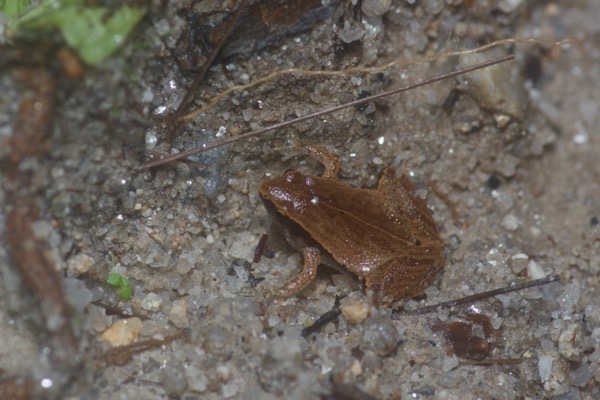 Arcuate-spotted Pygmy Frog (Microhyla heymonsi)