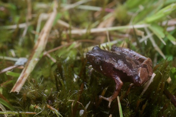 Larut Hills Rice Frog (Microhyla annectens)