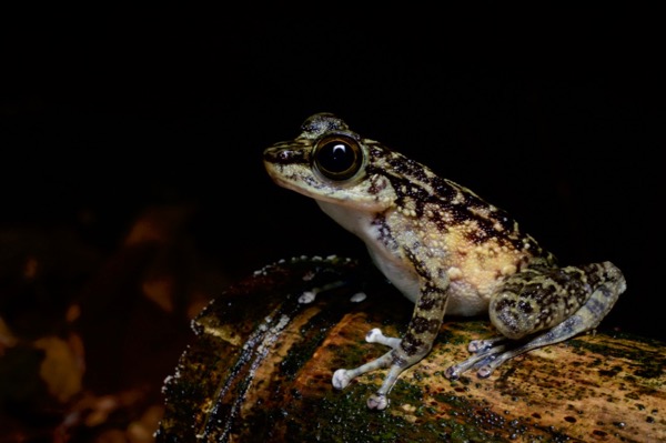 Larut Torrent Frog (Amolops larutensis)