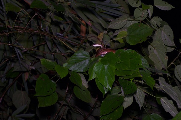 White-bellied Rat Snake (Ptyas fusca)