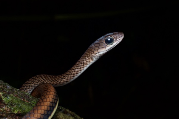 White-bellied Rat Snake (Ptyas fusca)
