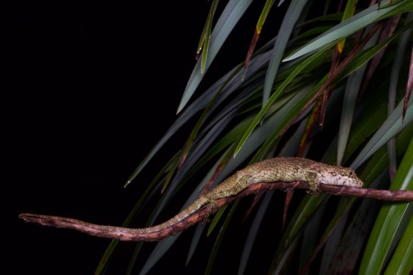 Viserion’s False Garden Lizard (Pseudocalotes viserion)