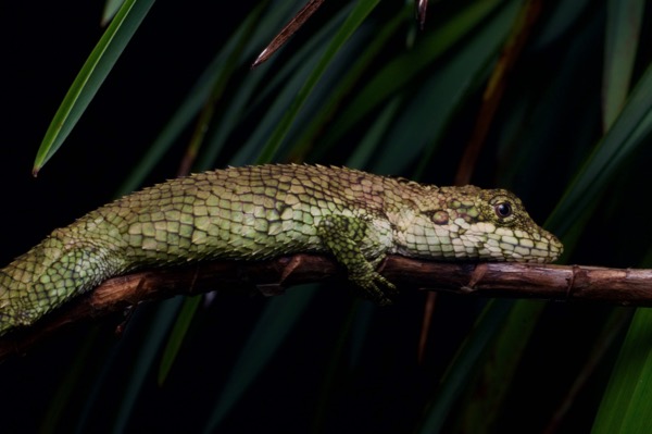 Viserion’s False Garden Lizard (Pseudocalotes viserion)