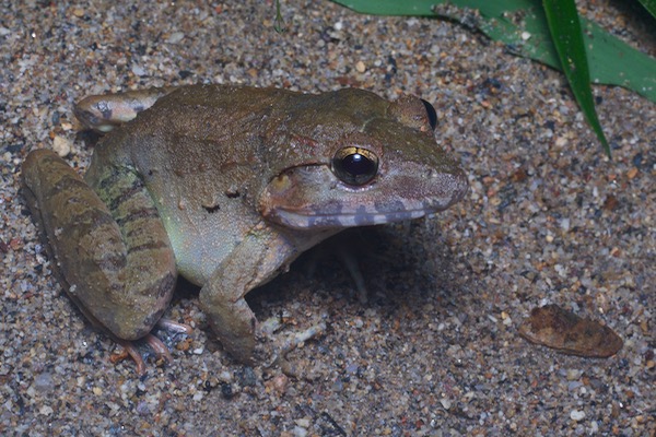 Malayan Giant Frog (Limnonectes blythii)