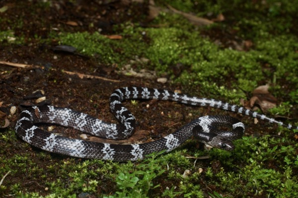 Butler’s Wolf Snake (Lycodon butleri)