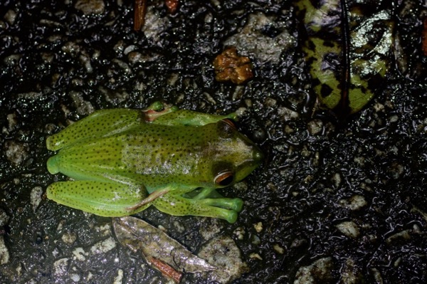 Malayan Flying Frog (Zhangixalus prominanus)