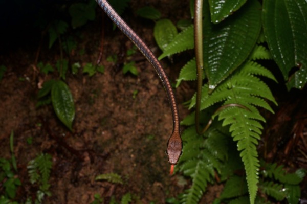 Blue Bronzeback (Dendrelaphis cyanochloris)