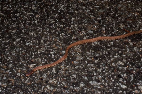 Vertebral Slug Snake (Asthenodipsas vertebralis)