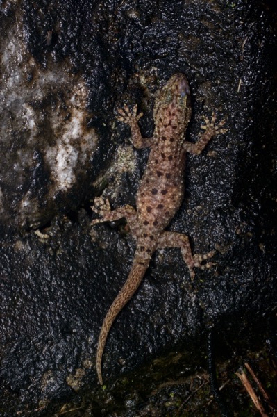 Spotted House Gecko (Gekko monarchus)