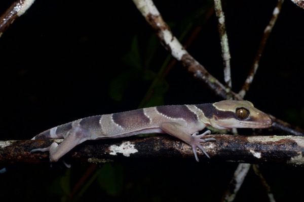 Southern Titiwangsa Bent-toed Gecko (Cyrtodactylus australotitiwangsaensis)