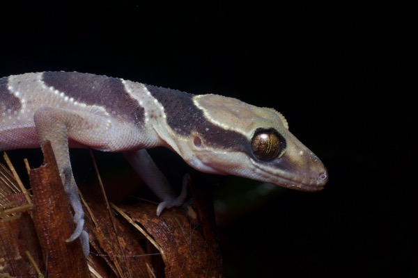 Southern Titiwangsa Bent-toed Gecko (Cyrtodactylus australotitiwangsaensis)
