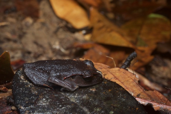 Lowland Litter Frog (Leptobrachium abbotti)