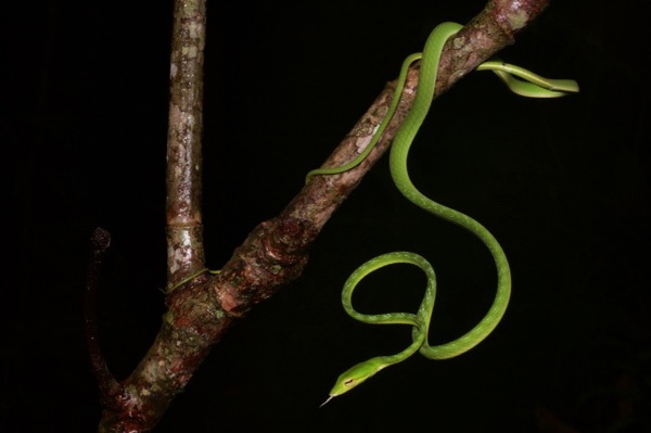 Oriental Whip Snake