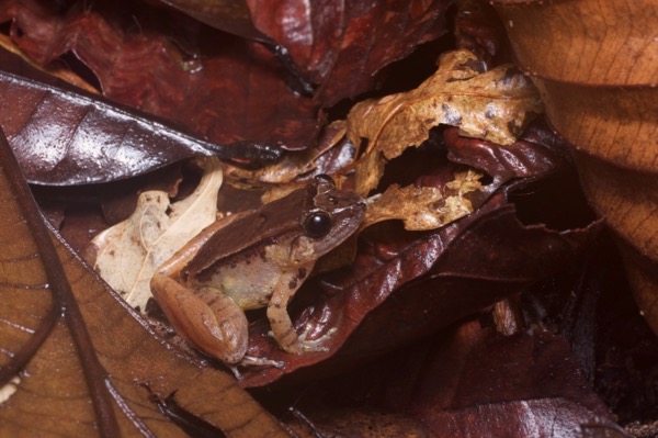 Smooth Guardian Frog (Limnonectes palavanensis)