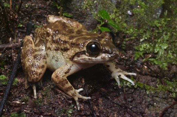 Matang Creek Frog (Limnonectes conspicillatus)