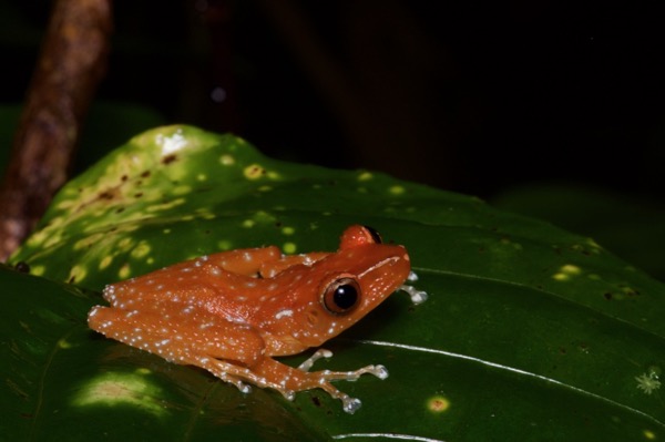 Cinnamon Frog (Nyctixalus pictus)