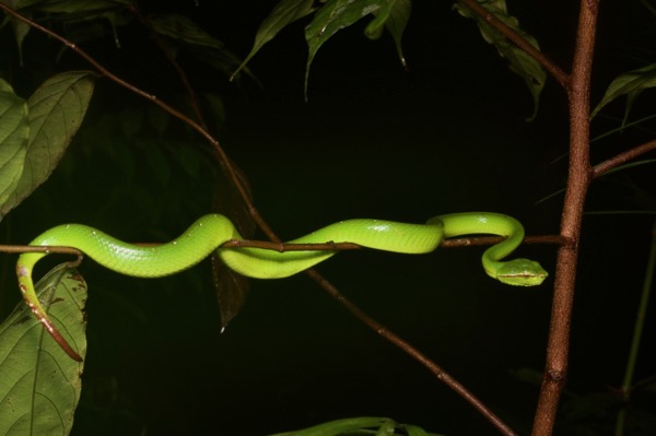 Bornean Keeled Pit Viper - Tropidolaemus subannulatus